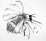 Bee by Jeremy Scrine, Painting, Charcoal on Paper