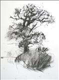 Oak 2 by Jeremy Scrine, Drawing, Charcoal on Paper