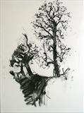 Tall  Ash by Jeremy Scrine, Drawing, Charcoal on Paper