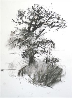 Oak 2